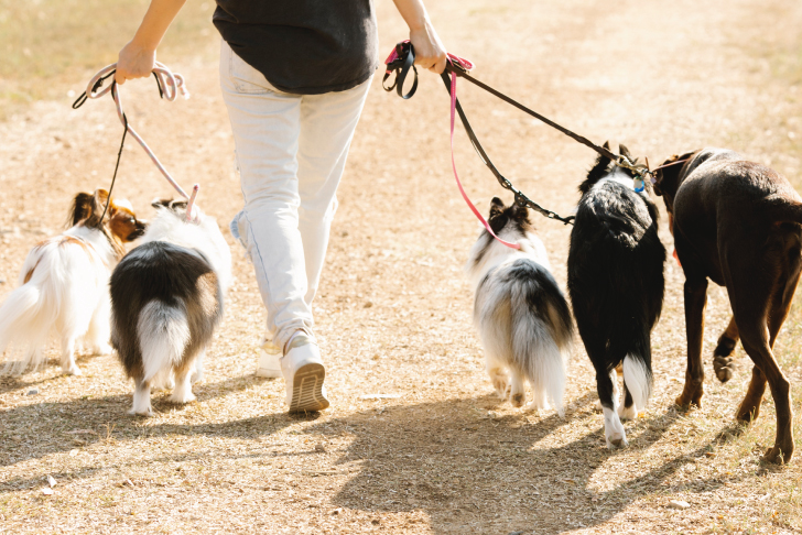 how to grow your dog walking business
