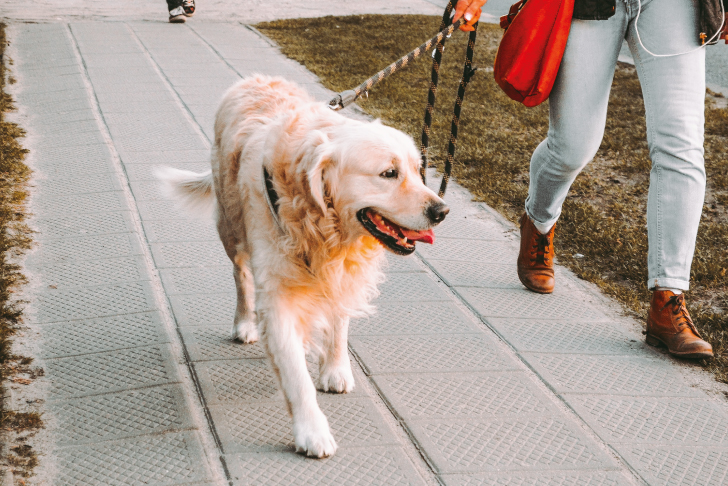 why should you start a dog walking business