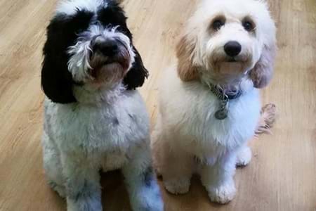 The small business that transports and transforms dogs for the elderly