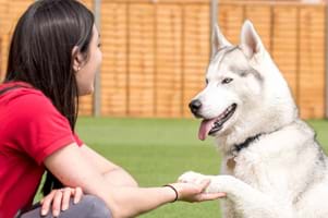 The small business with a big heart and a wagging tail in Wales