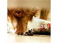 UK Pet Food Industry Rises to a Value of £3 Billion
