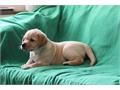Puppy Prince to Give the Gift of Independence