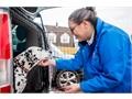 Barking Mad: The UK’s Top Rated Pet Care Franchise Three Years Running