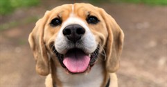 Love animals? How about investing in a pet franchise?