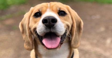 Love animals? How about investing in a pet franchise?