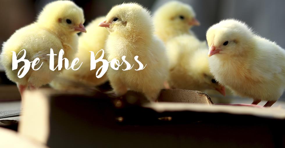 chickens