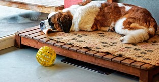 Sector Spotlight: Boarding Kennels