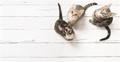 How to Buy a Cattery