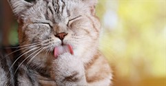 How to Sell a Cattery in the UK