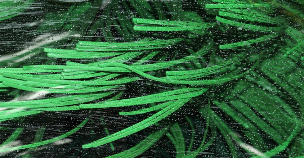 Car wash