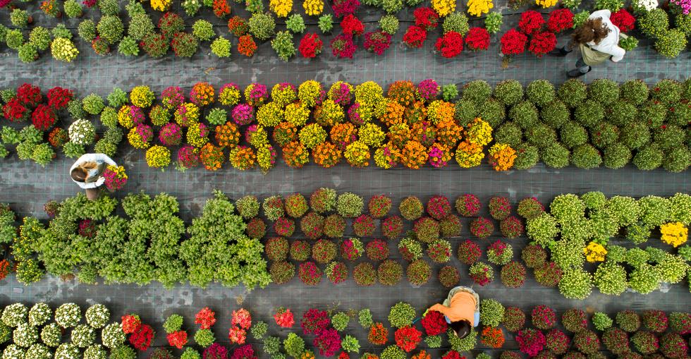 Garden centre