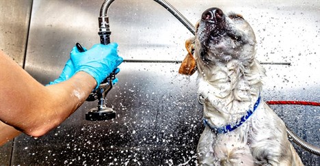 How to Buy a Pet Franchise