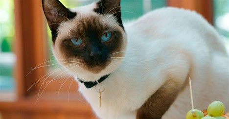 How to Run a Pet Franchise: Boutique Cat Hotels