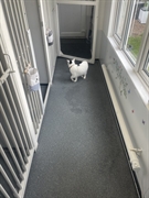 5 cattery with land - 2