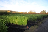 hampshire specialist hedging nursery - 1