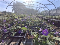 hardy geranium nursery - 1