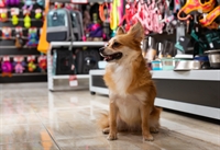 independent pet retail business - 2