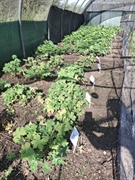 hardy geranium nursery - 3