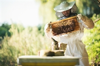 online beekeeping equipment protective - 1