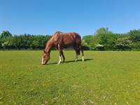 pony breeding farm - 3