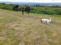 pony breeding farm - 2