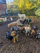 popular professional doggy daycare - 1