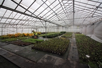 wholesale nursery lincolnshire freehold - 3