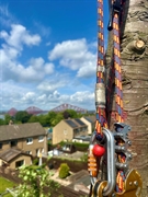highperforming arboriculture tree business - 3