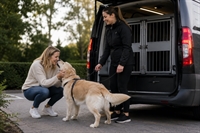 specialist pet transportation business - 2