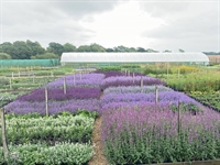 freehold wholesale nursery northamptonshire - 1