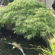 specialist pond protection supplier - 2