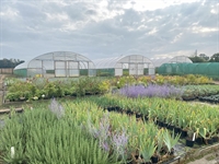 freehold wholesale nursery northamptonshire - 3