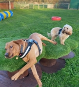 paws for play-private dog - 2