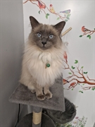 5 cattery with land - 1