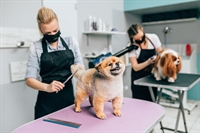 highly rated dog groomers - 1