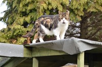 boarding cattery licensed for - 1