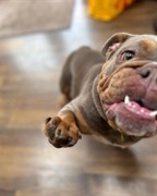 dog home boarding company - 3