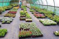 plant nursery garden centre - 1