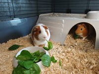 oxford small pet boarding - 2