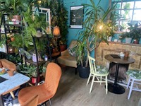 licenced cafe bar plants - 3