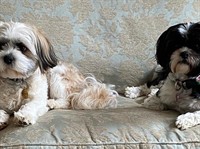 dog home boarding company - 2