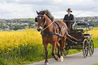 leading horse carriage supplier - 1