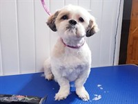 pampered pets paradise established - 2