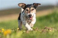 scalable dog walking business - 2