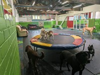 doggy day care centre - 1