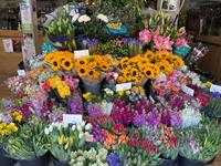 extremely well established florist - 1