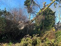 highly rated tree surgeon - 3