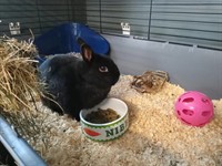 oxford small pet boarding - 3
