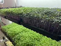home-grown opportunity profitable indoor - 3