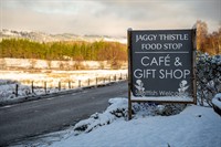 jaggy thistle food stop - 1